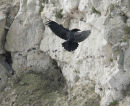 Raven